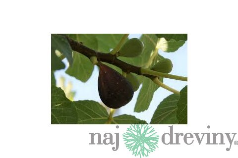 Figa-figovník Dalmácia, výška 40/60 cm, v črepníku Ficus carica