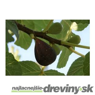 Figa-figovník Dalmácia, výška 40/60 cm, v črepníku Ficus carica
