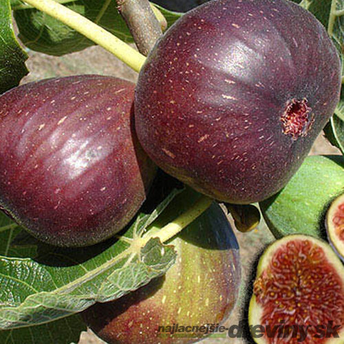 Figa-figovník Dottato na kmienku 140/160 cm, v črepníku Ficus carica