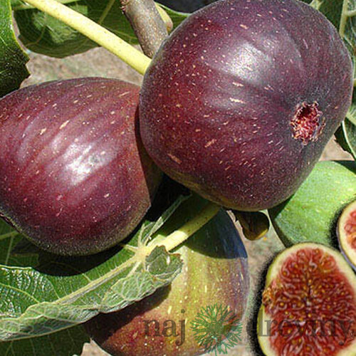Figa-figovník Dottato na kmienku 140/160 cm, v črepníku Ficus carica