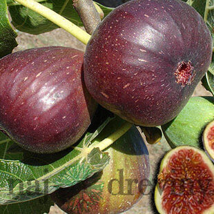Figa-figovník Dottato na kmienku 140/160 cm, v črepníku Ficus carica