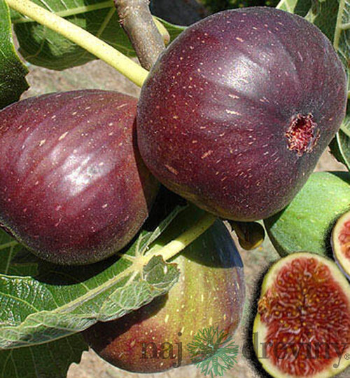 Figa-figovník Dottato na kmienku 140/160 cm, v črepníku Ficus carica