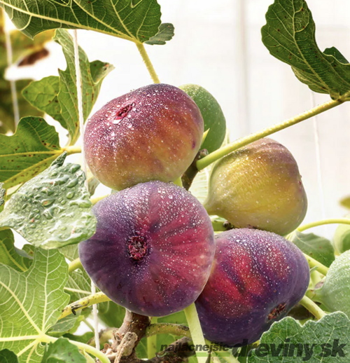 Figa-figovník Fiorone Bianco na kmienku 140/150 cm, celková výška 180/220 cm, v črepníku 7,5l Ficus carica