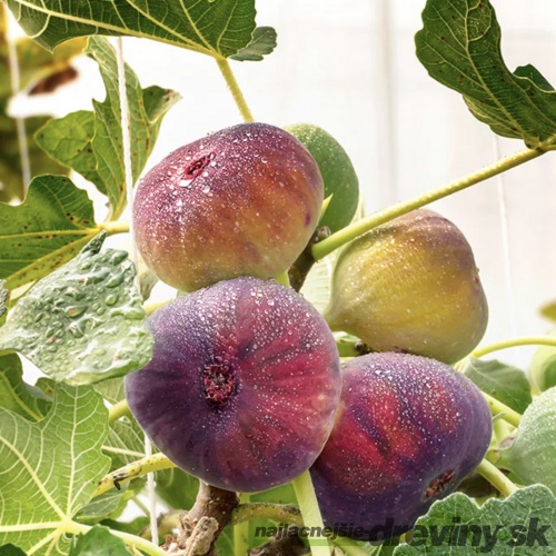 Figa-figovník Fiorone Bianco na kmienku 140/150 cm, celková výška 180/220 cm, v črepníku 7,5l Ficus carica