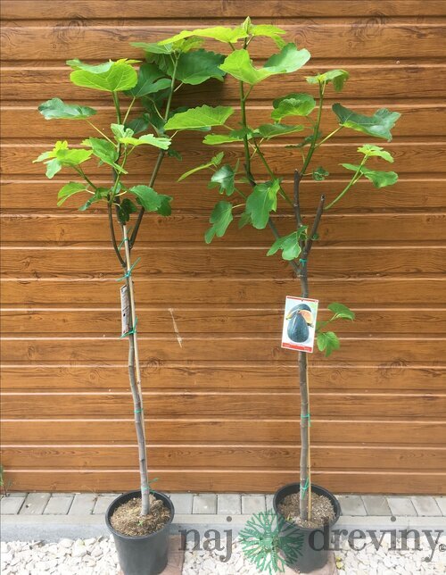 Figa (Figovník) veľkoplodá, výška 150/170 cm, v črepníku 25L Ficus carica
