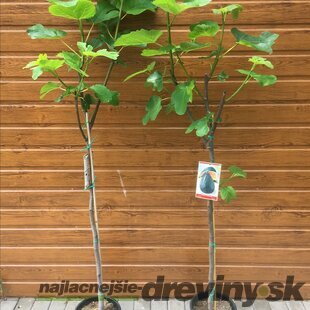Figa (Figovník) veľkoplodá, výška 160/180 cm, v črepníku Ficus carica