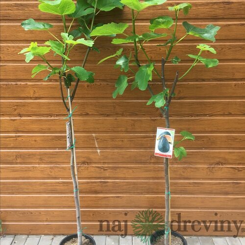 Figa (Figovník) veľkoplodá, výška 160/180 cm, v črepníku Ficus carica