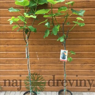 Figa (Figovník) veľkoplodá, výška 160/180 cm, v črepníku Ficus carica