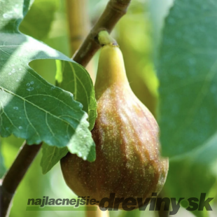 Figa-figovník Verdino na kmienku 140/150 cm, celková výška 180/220 cm, v črepníku 7,5l Ficus carica