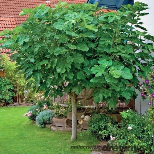 Figa veľkoplodá, mushroom-multikmeň, výška 220/270 cm, v črepníku 70l Ficus carica