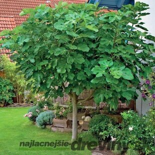 Figa veľkoplodá, mushroom-multikmeň, výška 220/270 cm, v črepníku 70l Ficus carica