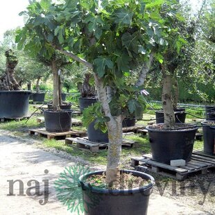 Figa veľkoplodá na kmienku stromčeková na kmienku 18/20 cm, výška 180/200 cm (už rodiaca), v črepníku Ficus carica