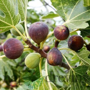 Figa veľkoplodá na kmienku, výška 140/160 cm, v črepníku Ficus carica
