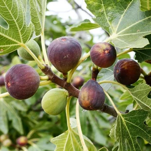 Figa veľkoplodá na kmienku, výška 140/160 cm, v črepníku Ficus carica