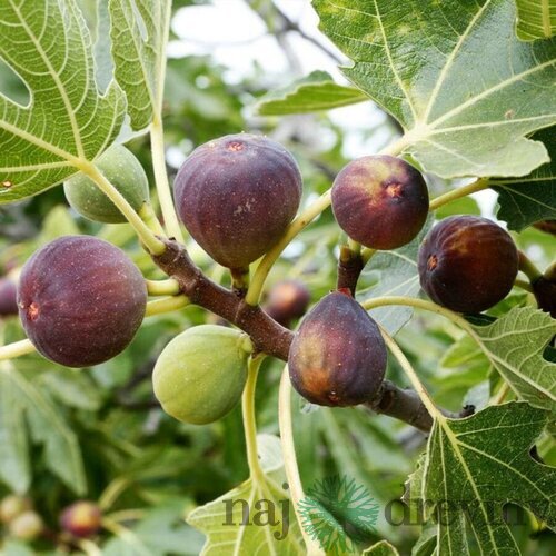 Figa veľkoplodá na kmienku, výška 140/160 cm, v črepníku Ficus carica