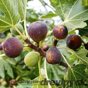 Figa veľkoplodá na kmienku, výška 220/+ cm, obvod 12/14 cm, v črepníku Ficus carica