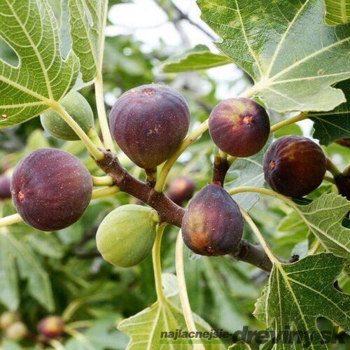 Figa veľkoplodá na kmienku, výška 220/+ cm, obvod 12/14 cm, v črepníku Ficus carica