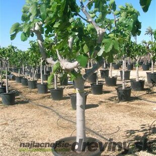 Figa veľkoplodá stromčeková na kmienku, 100/120 cm, v črepníku Ficus carica