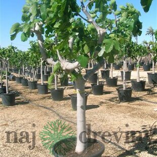 Figa veľkoplodá stromčeková na kmienku, 100/120 cm, v črepníku Ficus carica