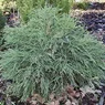 Filiformis Compacta
