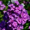 Flox Amethyst, výška 10/15 cm, v črepníku Phlox paniculata Ametyst