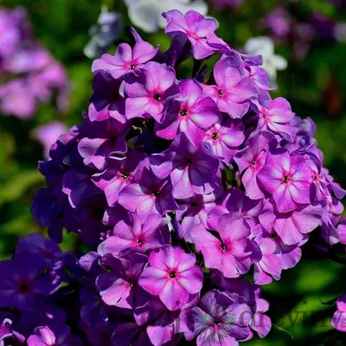 Flox Amethyst, výška 10/15 cm, v črepníku Phlox paniculata Ametyst