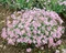 Flox Candy Stripes 10/15 cm v črepníku Phlox paniculata Candy Stripes