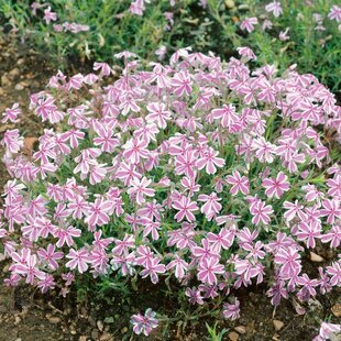Flox Candy Stripes 10/15 cm v črepníku Phlox paniculata Candy Stripes