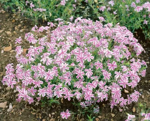 Flox Candy Stripes 10/15 cm v črepníku Phlox paniculata Candy Stripes