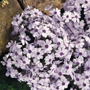 Flox Europa, výška 10/15 cm, v črepníku Phlox paniculata Europa