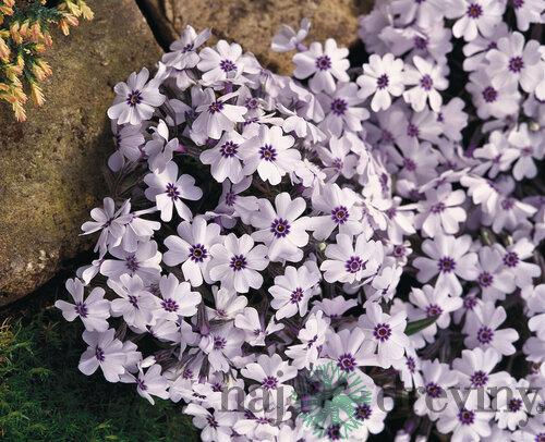 Flox Europa, výška 10/15 cm, v črepníku Phlox paniculata Europa