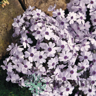 Flox Europa, výška 10/15 cm, v črepníku Phlox paniculata Europa