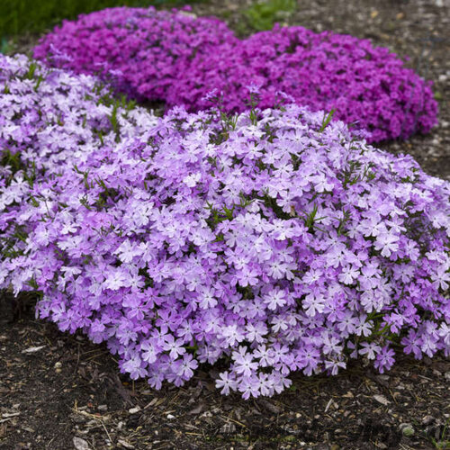 Flox FABULOUS DARK ROSE EYE ‘Flophfadr‘ 15/25 cm v črepníku 2l Phlox FABULOUS DARK ROSE EYE ‘Flophfadr‘