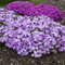 Flox FABULOUS DARK ROSE EYE ‘Flophfadr‘ 15/25 cm v črepníku 2l Phlox FABULOUS DARK ROSE EYE ‘Flophfadr‘