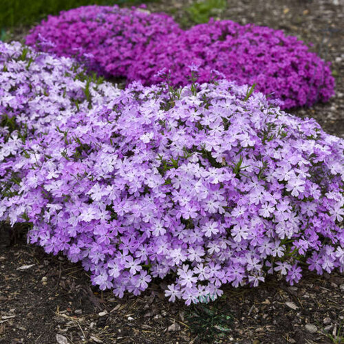 Flox FABULOUS DARK ROSE EYE ‘Flophfadr‘ 15/25 cm v črepníku 2l Phlox FABULOUS DARK ROSE EYE ‘Flophfadr‘