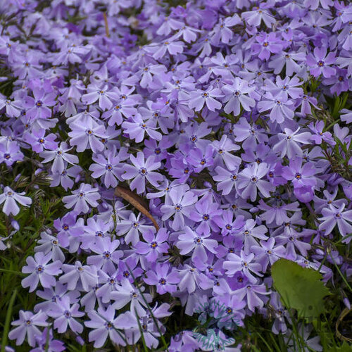 Flox Flame purple imp, v črepníku Phlox Flame purple imp