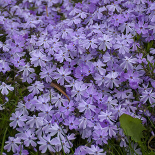 Flox Flame purple imp, v črepníku Phlox Flame purple imp