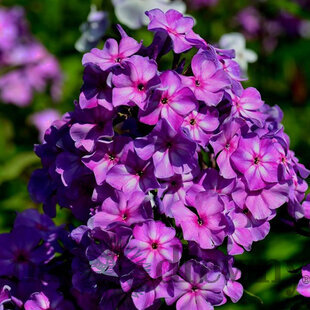 Flox metlinatý Amethyst, výška 10/15 cm, v črepníku P9 Phlox paniculata ‘Amethyst‘