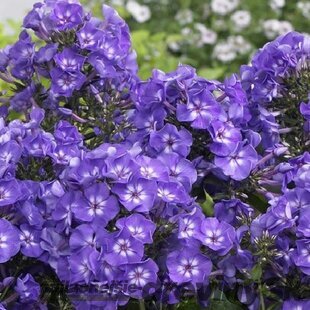 Flox metlinatý Blue Boy, výška 10/15 cm, v črepníku P9 Phlox paniculata ‘Blue Boy‘