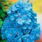 Flox metlinatý Blue Boy, výška 10/15 cm, v črepníku P9 Phlox paniculata ‘Blue Boy‘