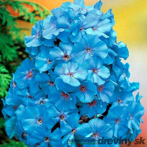 Flox metlinatý Blue Boy, výška 10/15 cm, v črepníku P9 Phlox paniculata ‘Blue Boy‘