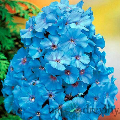 Flox metlinatý Blue Boy, výška 10/15 cm, v črepníku P9 Phlox paniculata ‘Blue Boy‘
