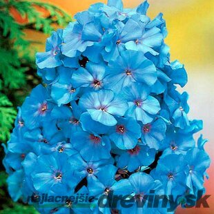 Flox metlinatý Blue Boy, výška 10/15 cm, v črepníku P9 Phlox paniculata ‘Blue Boy‘