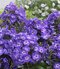 Flox metlinatý Blue Boy, výška 10/15 cm, v črepníku P9 Phlox paniculata ‘Blue Boy‘