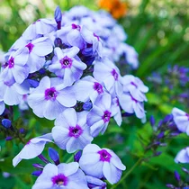 Flox metlinatý Blue Paradise, výška 10/15 cm, v črepníku Phlox (P) Blue Paradise