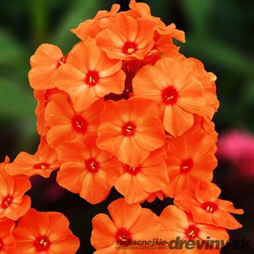 Flox Orange Perfection, výška 10/15 cm, v črepníku Phlox paniculata Orange Perfection
