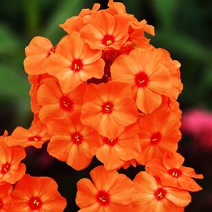 Flox Orange Perfection, výška 10/15 cm, v črepníku Phlox paniculata Orange Perfection