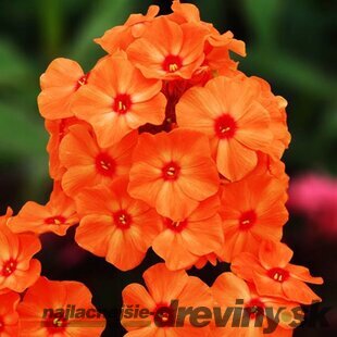 Flox Orange Perfection, výška 10/15 cm, v črepníku Phlox paniculata Orange Perfection