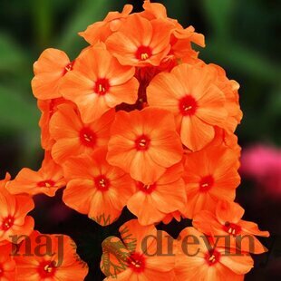 Flox Orange Perfection, výška 10/15 cm, v črepníku Phlox paniculata Orange Perfection