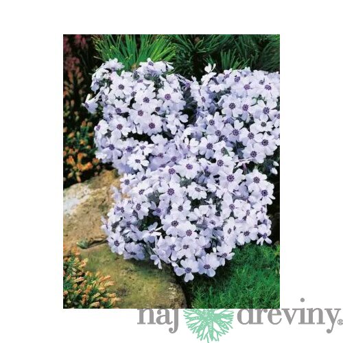 Flox šidlolistý BAVARIA ‘, výška 15/25 cm, v črepníku 2l Phlox subulata ‘Bavaria‘